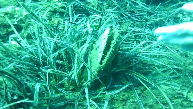 Bottom of the sea 6
